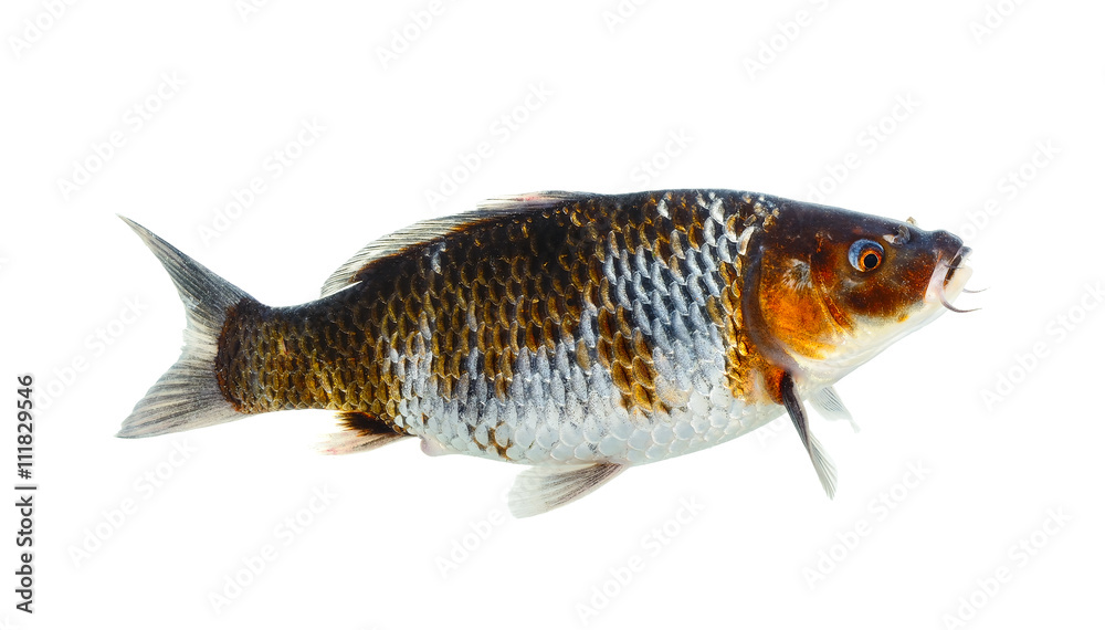 Obraz premium Koi fish isolated on the white background