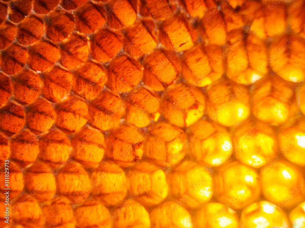 Orange light of honeycomb background