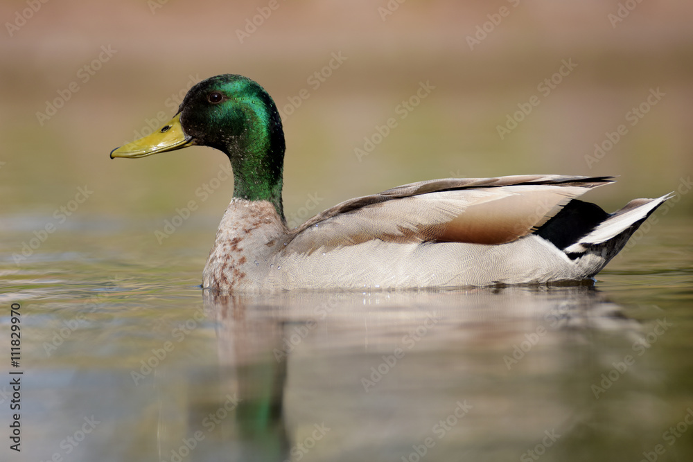 Mallard, Duck, Anas platyrhynchos