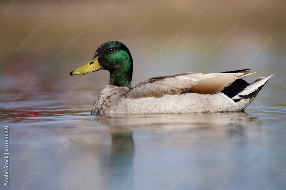 Mallard, Duck, Anas platyrhynchos Mallard, Duck, Anas platyrhynchos
