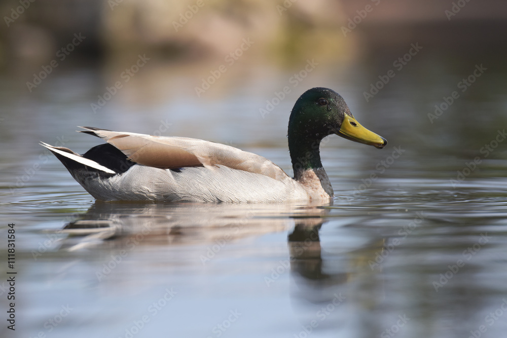 Obraz premium Mallard, Duck, Anas platyrhynchos
