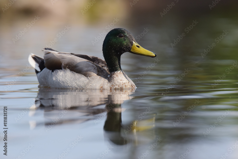 Obraz premium Mallard, Duck, Anas platyrhynchos