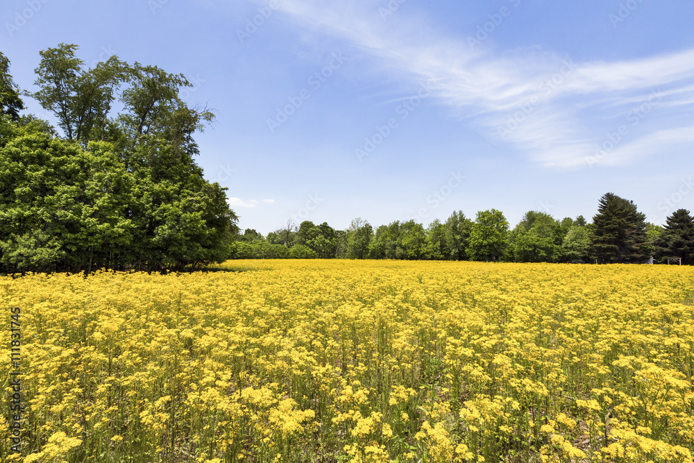 Field of Gold - Butterweed blooms in an idle Indiana agricultural field.