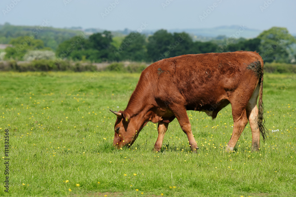Bull, Bullock, Cow - English Village Bull, Bullock, Cow - English Village