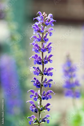 May Night Salvia Spiked Blossom