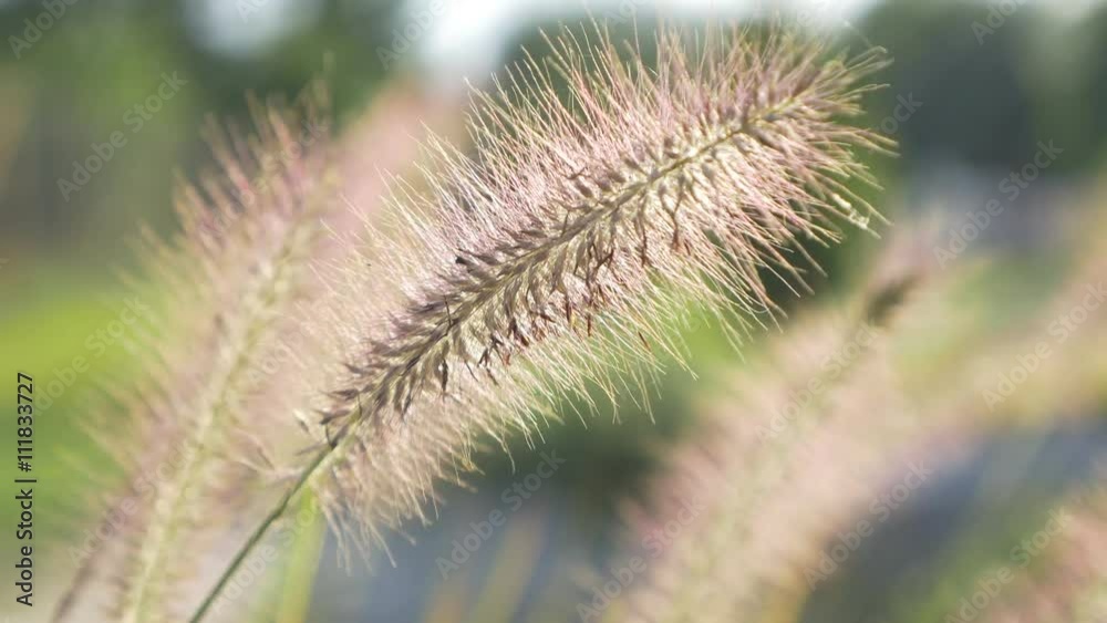 Light through decorative grass natural 4K UHD 2160p footage - Abstract natural background 4K 3840X2160 UHD video Light through decorative grass natural 4K UHD 2160p footage - Abstract natural background 4K 3840X2160 UHD video