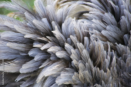 Ostrich Bird Feather Close-up
