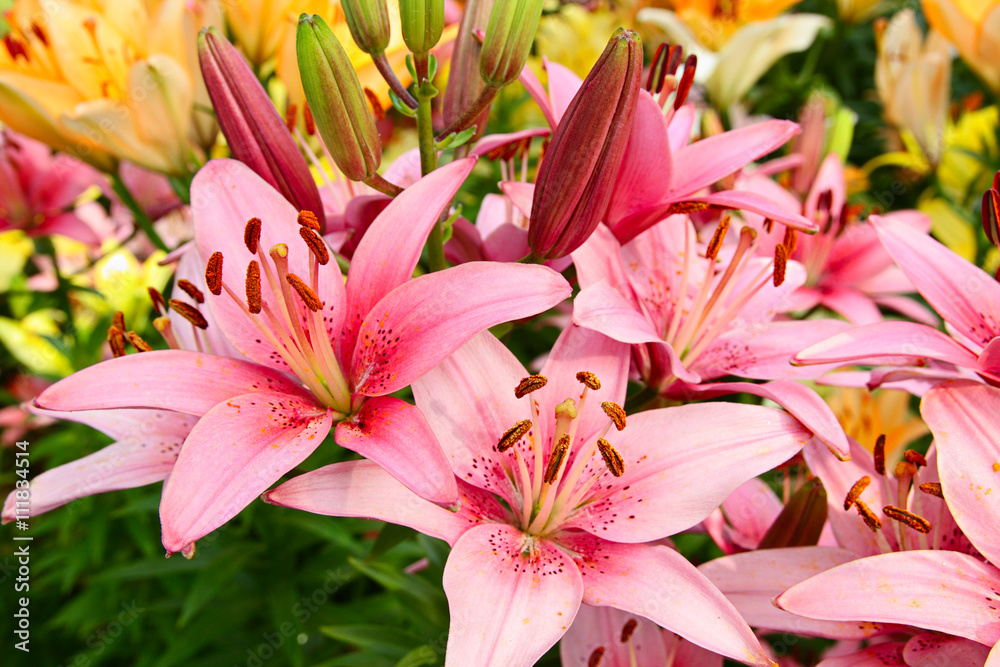 Luxury flowers Luxury flowers