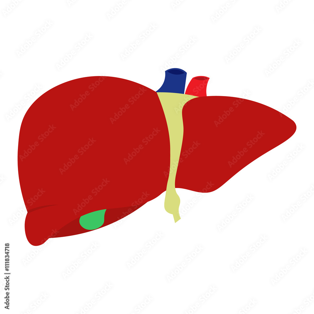 Obraz premium flat vector human liver, Isolated on white background