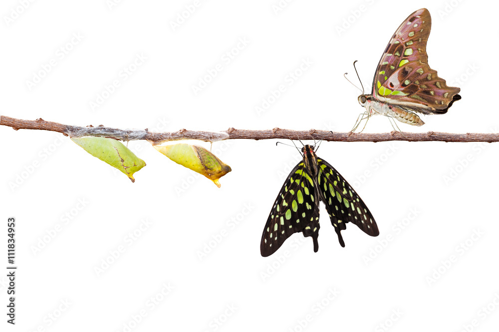 Fototapeta premium Isolated tailed jay butterfly with chrysalis and mature on white