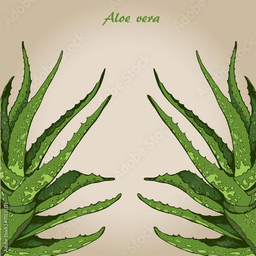 aloe vera 4