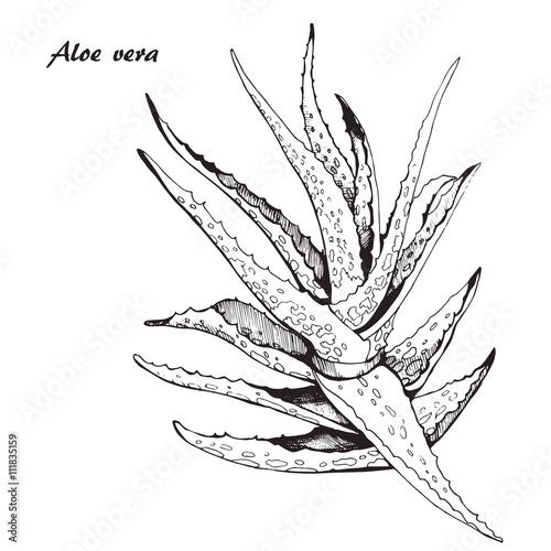 aloe vera sketch