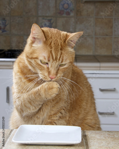 Male orange tabby cat sitting at the counter with an empty plate waiting for food. Cleaning one paw.