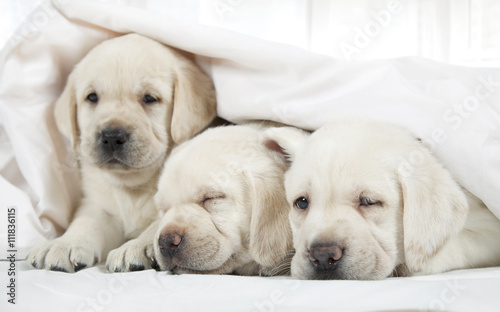 Labrador puppies lying in a bed © Alexey Kuznetsov