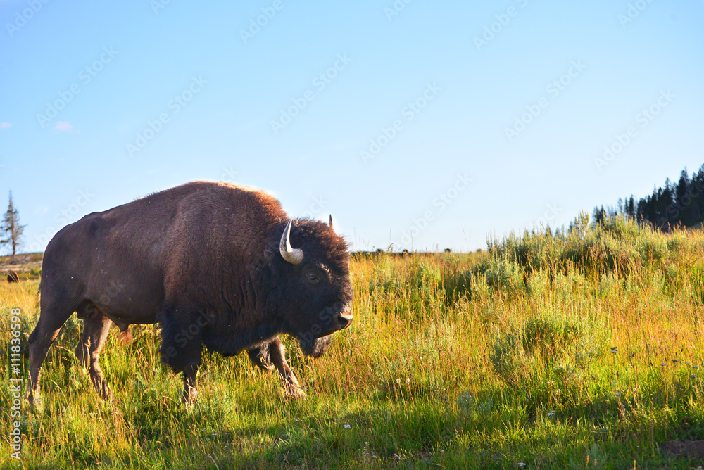 Bison in valley