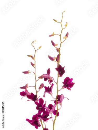 dendrobium tropical orchids © Dan Kosmayer