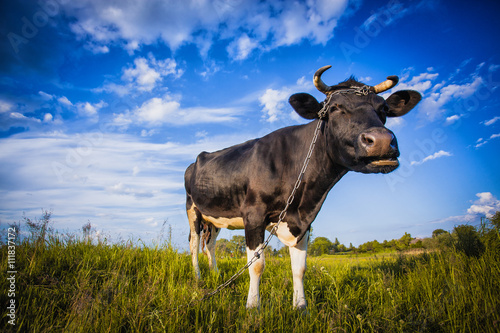 Fototapeta Naklejka Na Ścianę i Meble -  Black and white cow grazing on the meadow