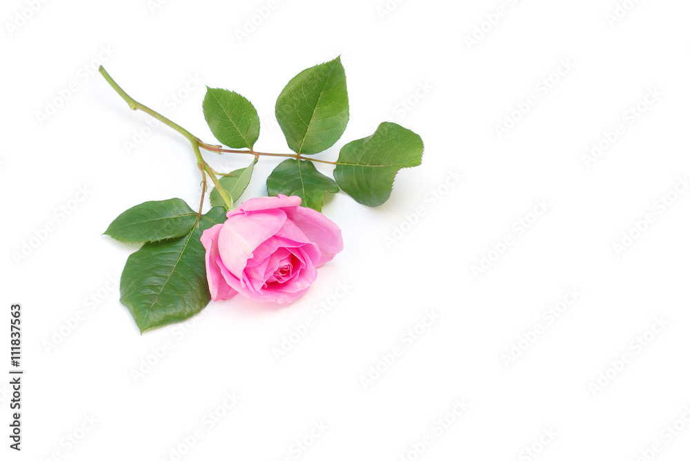 Fototapeta premium Rose