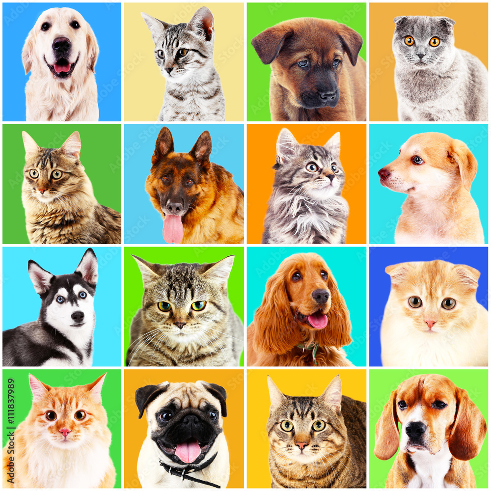 Dogs and cats portraits on bright backgrounds