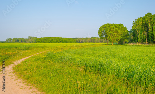 Path through a field in sunlight in spring