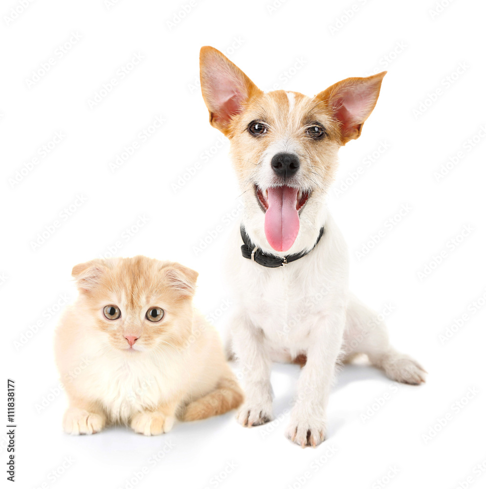 Cat and dog together, isolated on white Cat and dog together, isolated on white