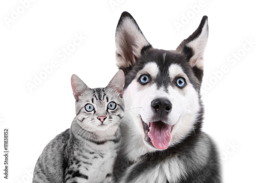 Cat and dog together, isolated on white
