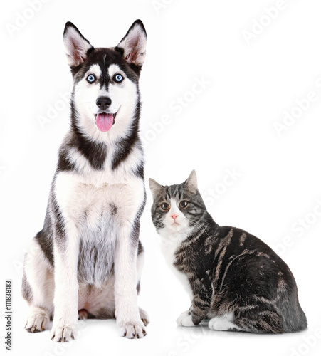 Cat and dog together, isolated on white