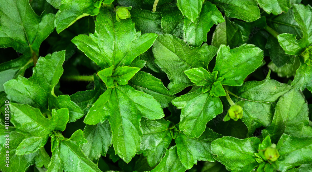 Fresh green leaves.Green background with leaves. Fresh green leaves.Green background with leaves.