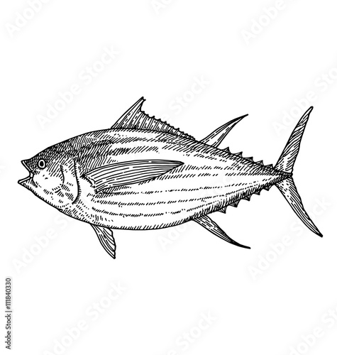 Skipjack tuna 