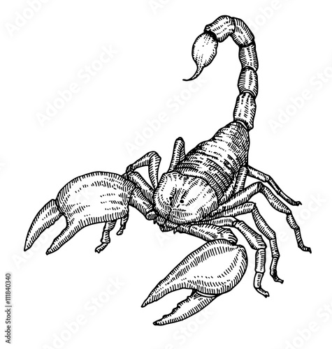 Scorpion.