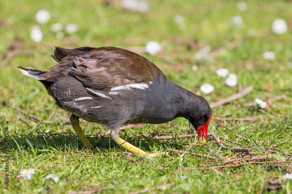 Teichralle oder Teichhuhn (Gallinula chloropus) Teichralle oder Teichhuhn (Gallinula chloropus)