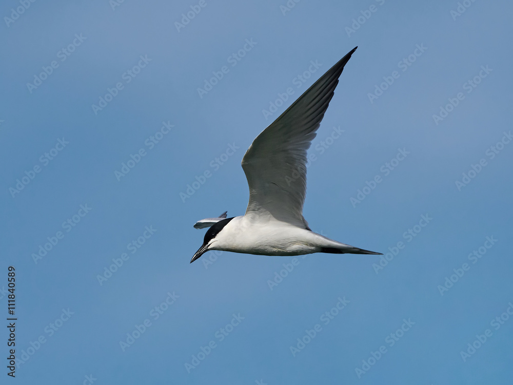 Gull-billed tern (Gelochelidon nilotica)