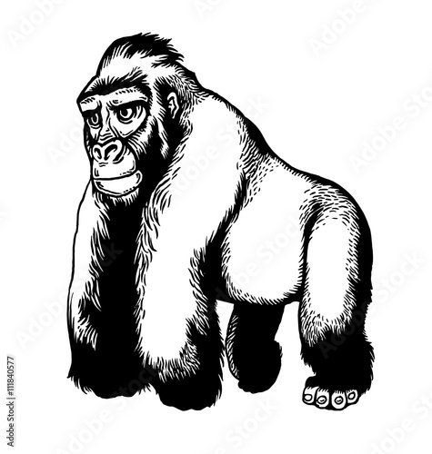 Gorilla