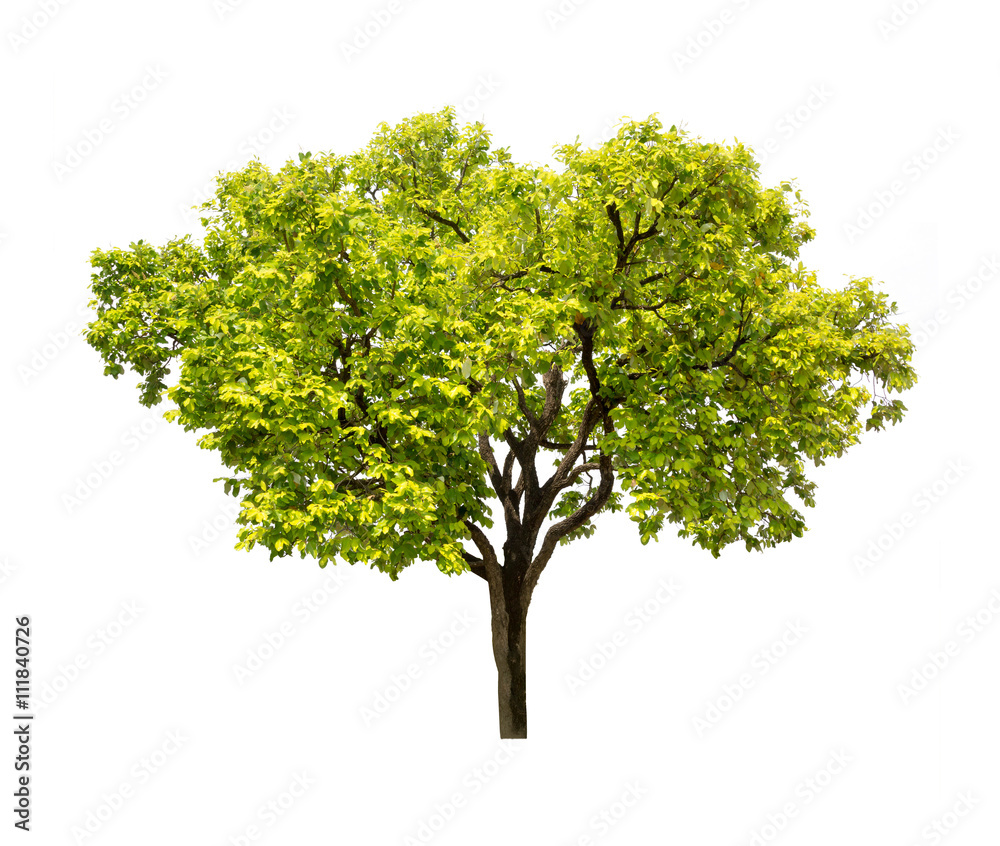 Obraz premium Isolated tree on white background