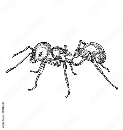Ant, Hand drawn illustration.