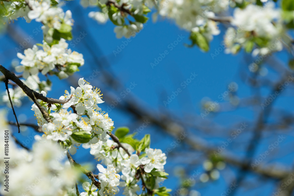 Flowering plum tree against the blue sky