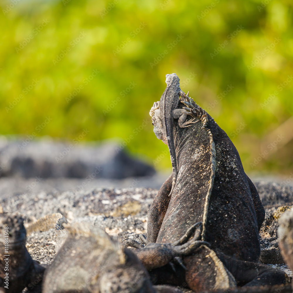 Naklejka premium Marine iguana