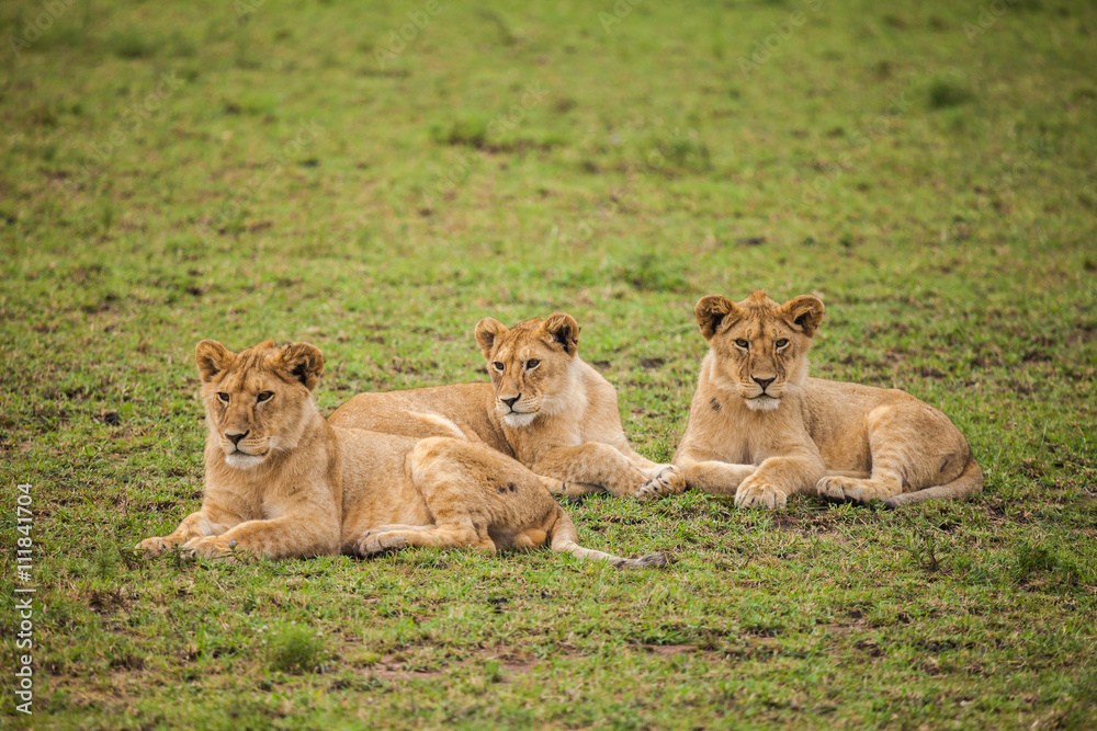 Fototapeta premium lion