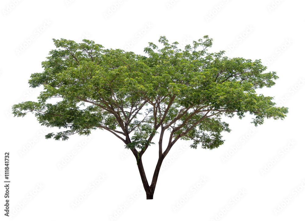 Isolated tree on white background Isolated tree on white background
