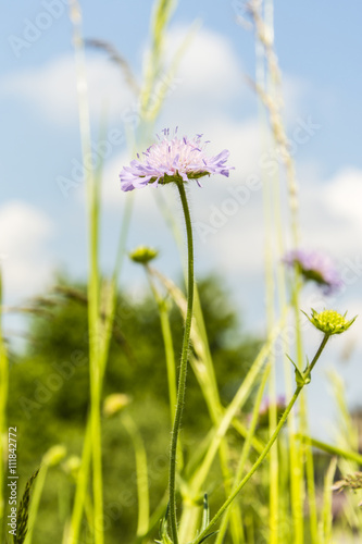 Knautia Arvensis - weed.