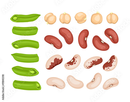 Fresh cut vegetables isolated on white background. Red beans, white beans, french beans and chickpea elements. Vector beans collection.