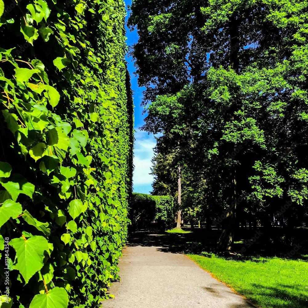 Fototapeta premium drzewa i ścieżka w parku