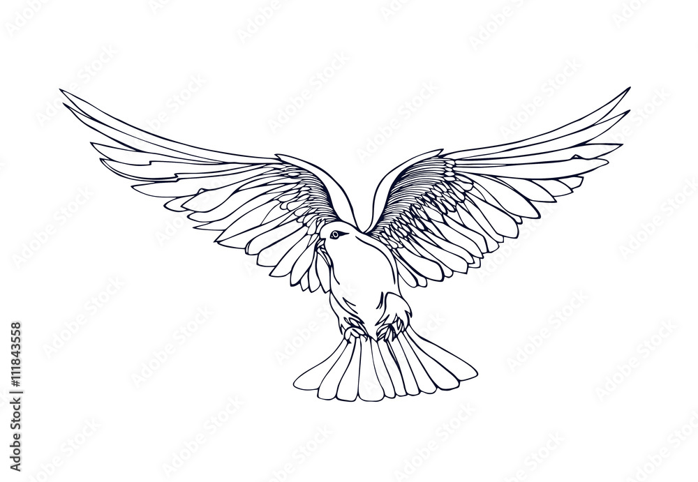 Fototapeta premium Dove in free flight. Isolated on white background.