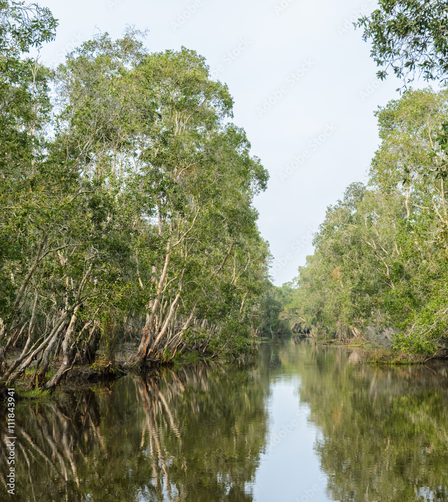 Green nature view of white samet tree in Talay-Noi Wetland, Thailand Green nature view of white samet tree in Talay-Noi Wetland, Thailand