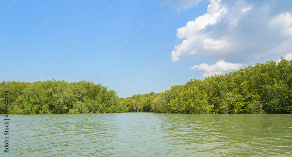 Mangrove forest in Phang Nga Bay National Park, Thailand Mangrove forest in Phang Nga Bay National Park, Thailand