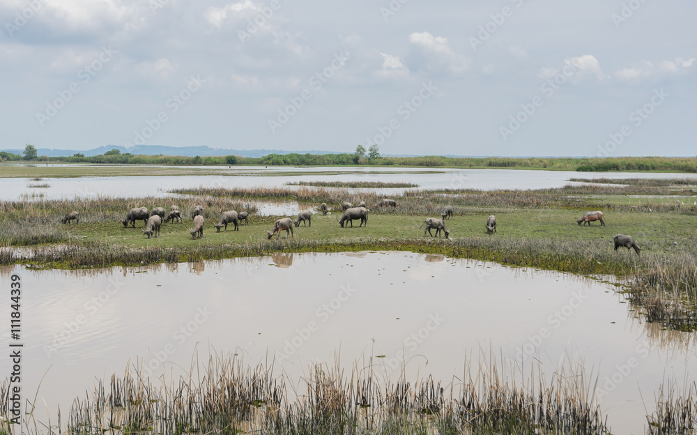Herd of water buffalo in Talay-Noi Ramsar Sites in Phattalung province , Thailand. 