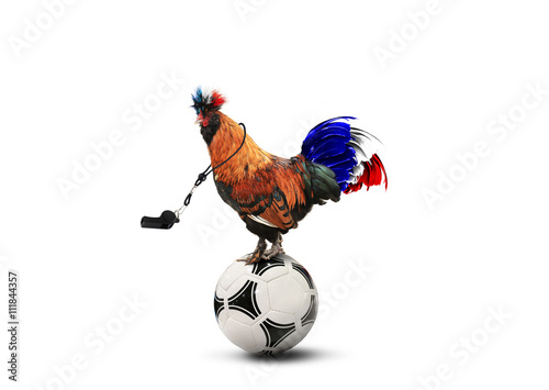 French colored rooster with big tail on a ball © Zarya Maxim
