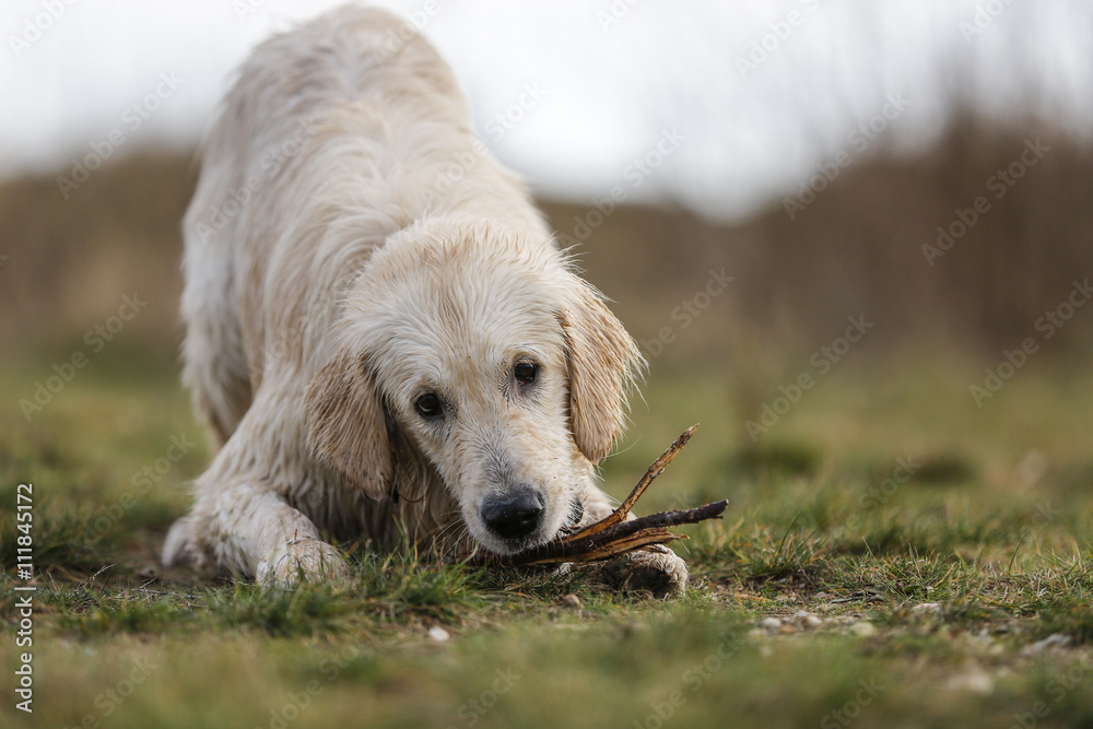 Golden Retriever creme, beige Stock Photo | Adobe Stock