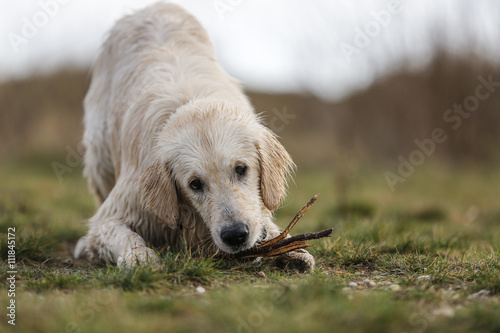 Golden Retriever creme, beige