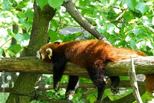 Fototapeta Naklejka Na Ścianę i Meble -  schlafender roter Panda auf einem Baumstamm